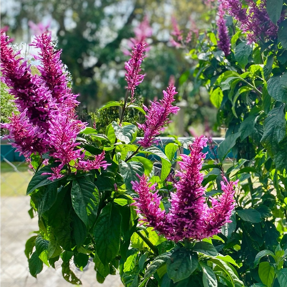 (CUTTINGS) Purple Firespike plant